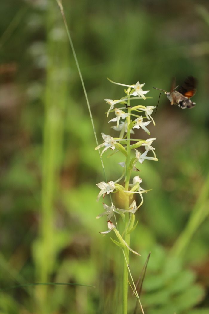 Taubenschwänzchen an Waldhyazinthe